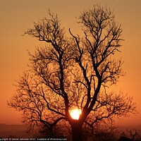 Buy canvas prints of Sun resting on tree by Simon Johnson