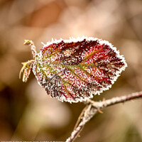 Buy canvas prints of Frosted leaf close up  by Simon Johnson