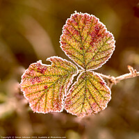 Buy canvas prints of frosted leaf by Simon Johnson