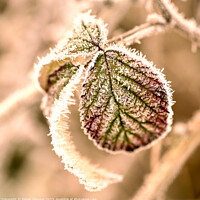 Buy canvas prints of Frosted leaf by Simon Johnson