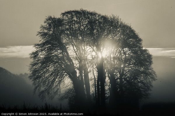 tree silhouette and sunrise monochrome  Picture Board by Simon Johnson