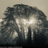 Buy canvas prints of tree silhouette and sunrise monochrome  by Simon Johnson