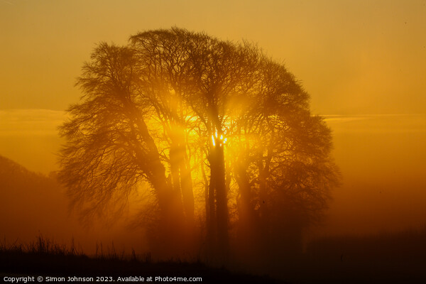 Tree  silhouette  Picture Board by Simon Johnson