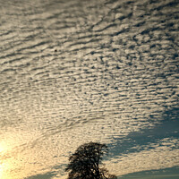Buy canvas prints of The leaning tree silhouette  by Simon Johnson