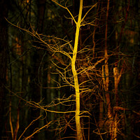Buy canvas prints of Ghost Tree by Simon Johnson