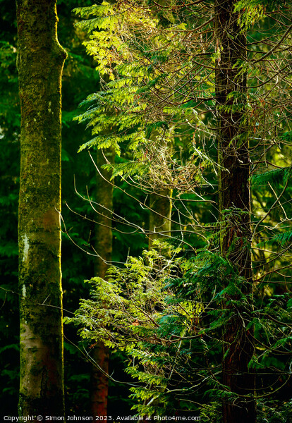 Sunlit conifer Picture Board by Simon Johnson