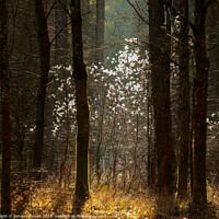 Buy canvas prints of sunlit woodland  by Simon Johnson