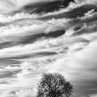 Buy canvas prints of Tree silhouette against a dramatic cloudscape  by Simon Johnson
