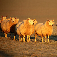 Buy canvas prints of A group of sheep standing on top of a field by Simon Johnson