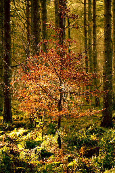 sunlit woodland  Picture Board by Simon Johnson