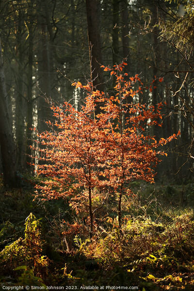 Sunlit beech trees Picture Board by Simon Johnson