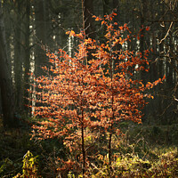 Buy canvas prints of Sunlit beech trees by Simon Johnson
