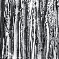Buy canvas prints of woodland architecture  by Simon Johnson