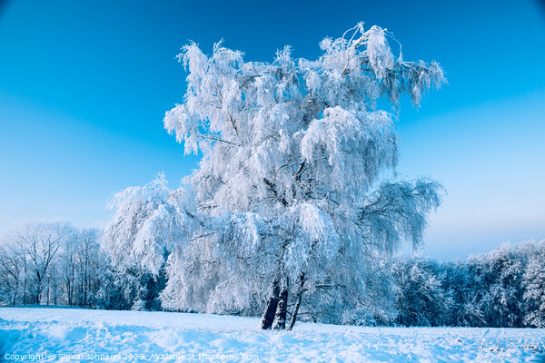 Hoar frosted tree Picture Board by Simon Johnson
