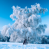 Buy canvas prints of Hoar frosted tree by Simon Johnson