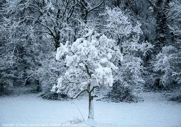 Snow clad tree Picture Board by Simon Johnson