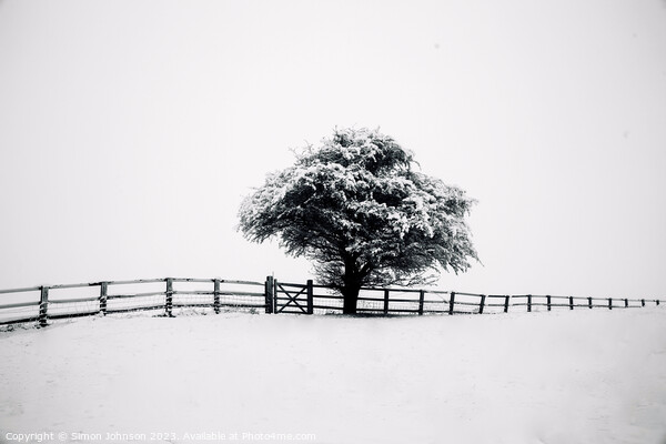 tree, snow and fence Picture Board by Simon Johnson