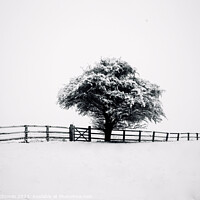 Buy canvas prints of tree, snow and fence by Simon Johnson