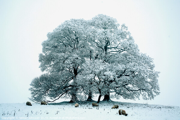 Cotswold winter Picture Board by Simon Johnson