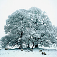 Buy canvas prints of Cotswold winter by Simon Johnson