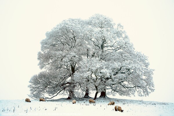 sheep, trees and snow Picture Board by Simon Johnson