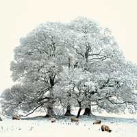Buy canvas prints of sheep, trees and snow by Simon Johnson