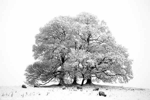 Snow, tree,sheep in monochrome  Picture Board by Simon Johnson