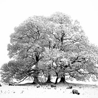 Buy canvas prints of Snow, tree,sheep in monochrome  by Simon Johnson