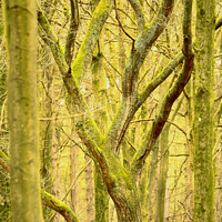 Buy canvas prints of Woodland architecture  by Simon Johnson