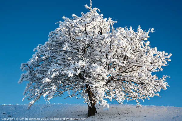snow tree Picture Board by Simon Johnson