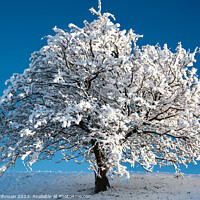 Buy canvas prints of snow tree by Simon Johnson