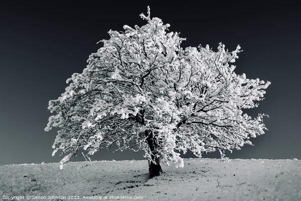Tree with Snow monochrome  Picture Board by Simon Johnson