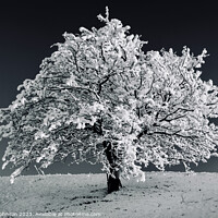 Buy canvas prints of Tree with Snow monochrome  by Simon Johnson