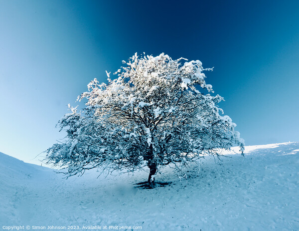 Tree with Snow  Picture Board by Simon Johnson