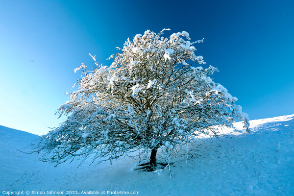 Tree with Snow  Picture Board by Simon Johnson