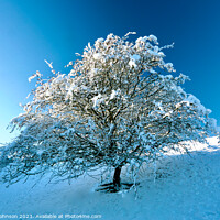 Buy canvas prints of Tree with Snow  by Simon Johnson