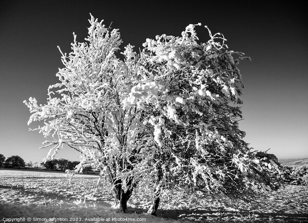Snow clad tree  Picture Board by Simon Johnson