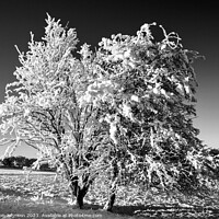 Buy canvas prints of Snow clad tree  by Simon Johnson