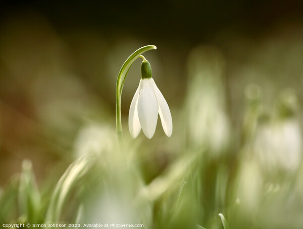 A close up of a sunlit Snowdrop flower Picture Board by Simon Johnson