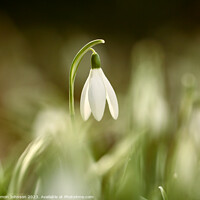 Buy canvas prints of A close up of a sunlit Snowdrop flower by Simon Johnson