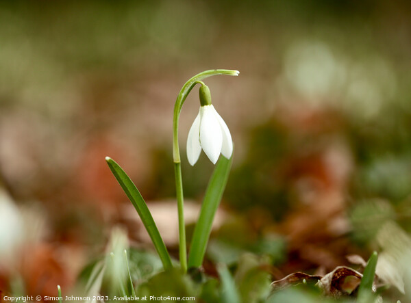 Snowdrop flower Picture Board by Simon Johnson