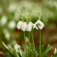 Buy canvas prints of Snowdrop flowers by Simon Johnson