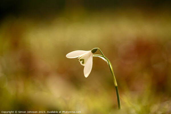 A close up of a  snowdrop flower  Picture Board by Simon Johnson