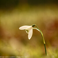 Buy canvas prints of A close up of a  snowdrop flower  by Simon Johnson