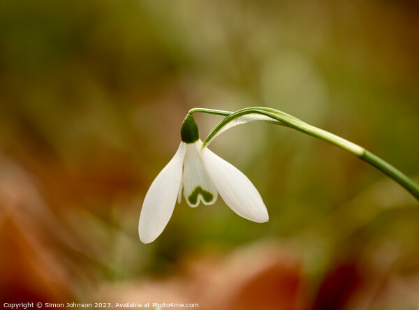 Snowdrop flower  Picture Board by Simon Johnson