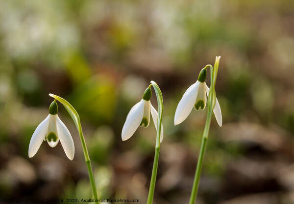  Tripple Snowdrop  flowers Picture Board by Simon Johnson