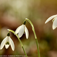 Buy canvas prints of Close up of Sunlit Snowdrops flowers by Simon Johnson