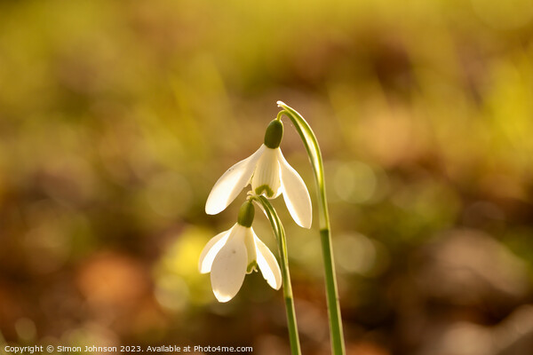 Close up of Sunlit Snowdrop flowers Picture Board by Simon Johnson