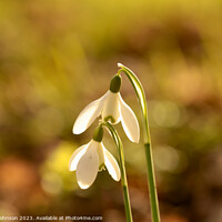 Buy canvas prints of Close up of Sunlit Snowdrop flowers by Simon Johnson