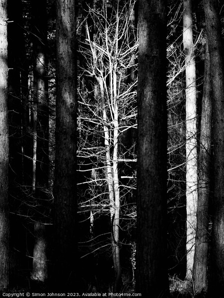sunlit woodland Monochrome Picture Board by Simon Johnson